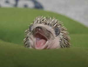 Obrazek
